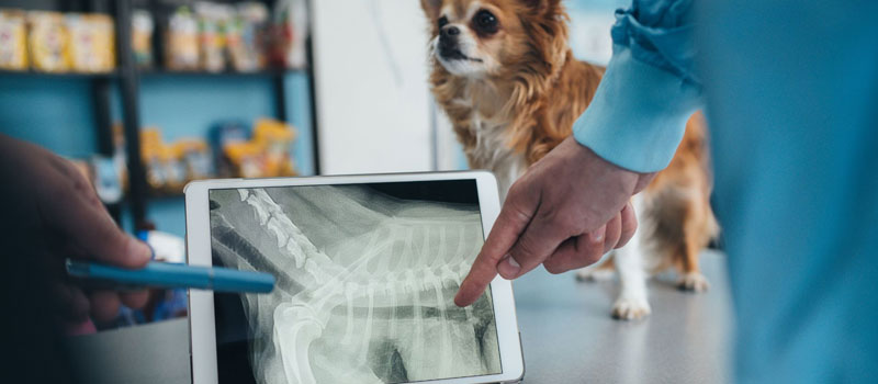 Portable Pet X-Ray Service at Home in Mulund